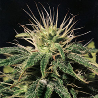 Huge Hawaiian Bud