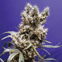 1/4oz. Purple kush