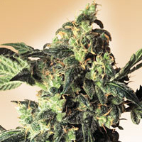 Large stash of Northern Lights