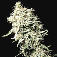 1oz White Rhino