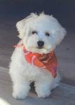 Puppie