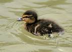 Duckling