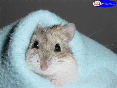 hamster