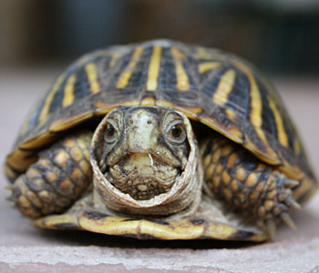 turtle