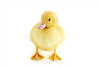 duckling