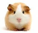guiniea pig