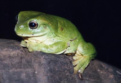 frog