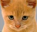 kitten