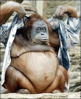 you would look alot like an orangutan if you had orange hair stuck all over you