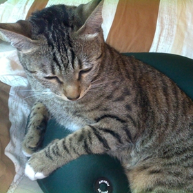 Maomi on her sofa