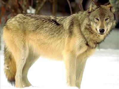 Protector