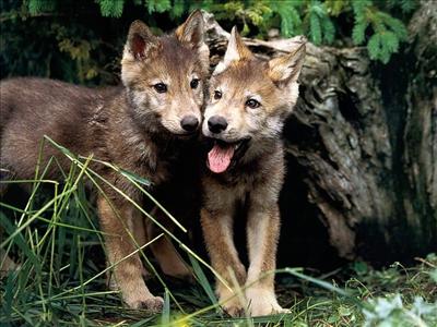 Pups