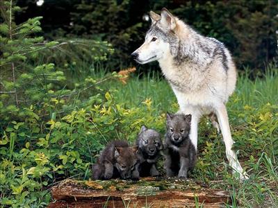 a mothers love