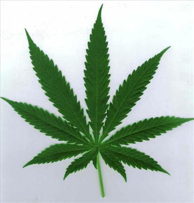une feuille de ganja