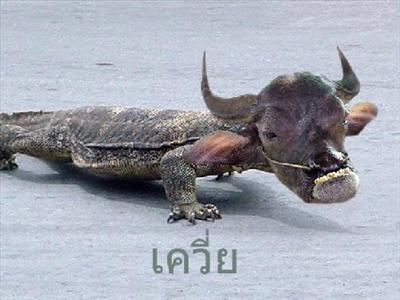 kwea (เควี่ย)