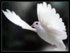 Dove 