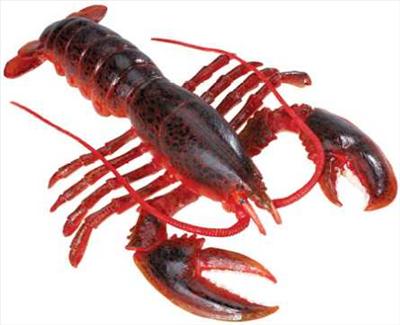 Lobster