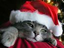 Merry Christmas !