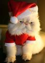 Buon Natale!