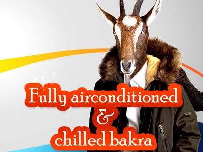 Chilled Bakra
