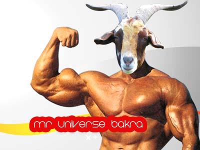 Mr. Universe
