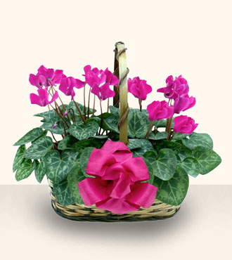 pembe çiçekler