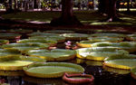 Jardin pamplemousses