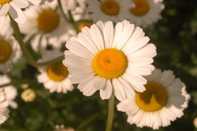 Müjde