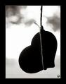 Lonely heart