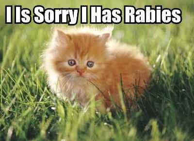 Rabies Kitten