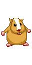hamster