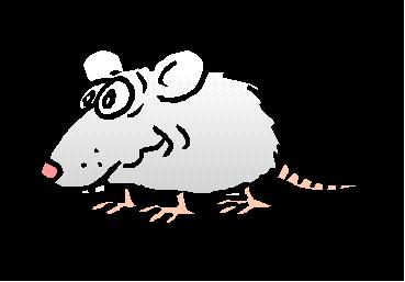 Rat