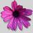 African Daisy