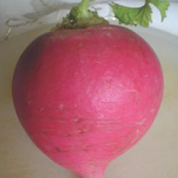Turp gibisin