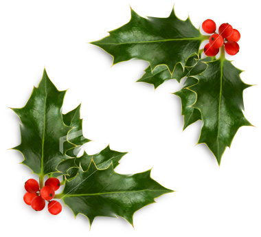 christmas holly