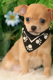 chihuahua