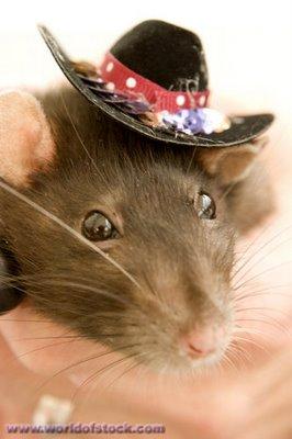Rat