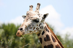 Giraffe Heart