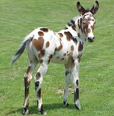 Horse Heart