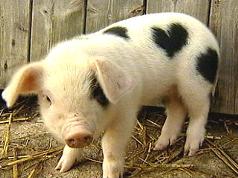 Pig Heart