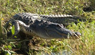 An Alligator