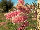 Grevillea