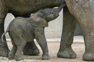 hathi ka bachcha