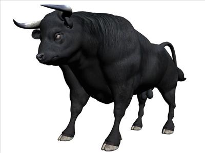 Bull
