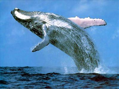 whale fish