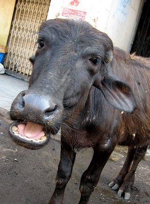 bhains