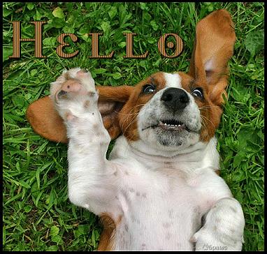 Hi