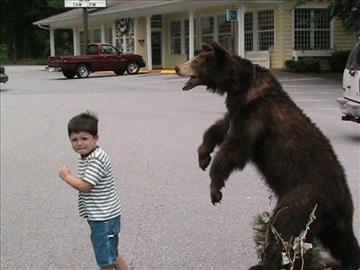 Bears