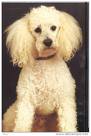 caniche
