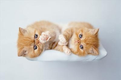 chatton